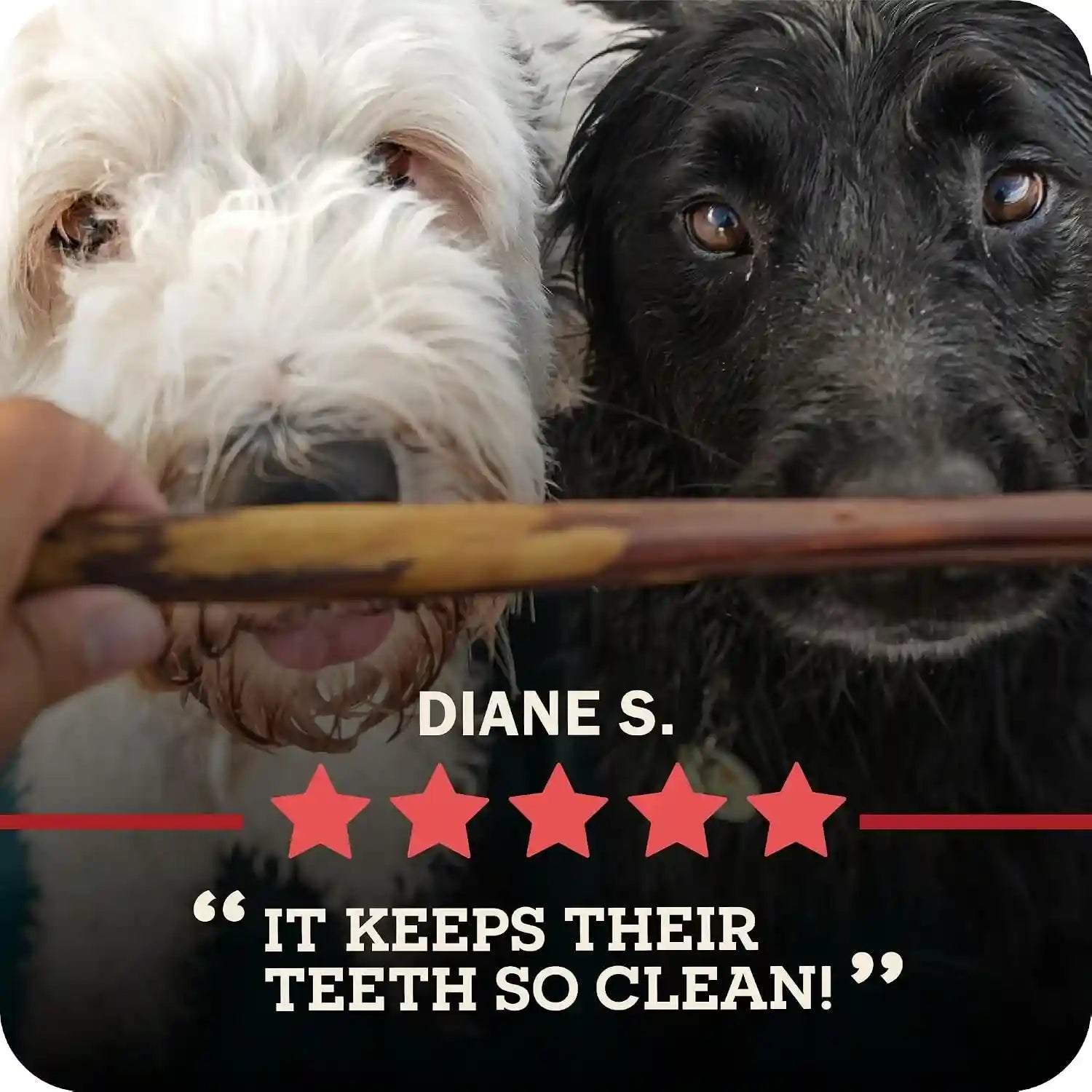 redbarn-pet-products-all-natural-5-8-braided-bully-sticks-for-small-large-dogs-healthy-long-lasting-beef-chews-variety-party-pack-single-ingredient-low-odor-rawhide-free-8-oz-bag