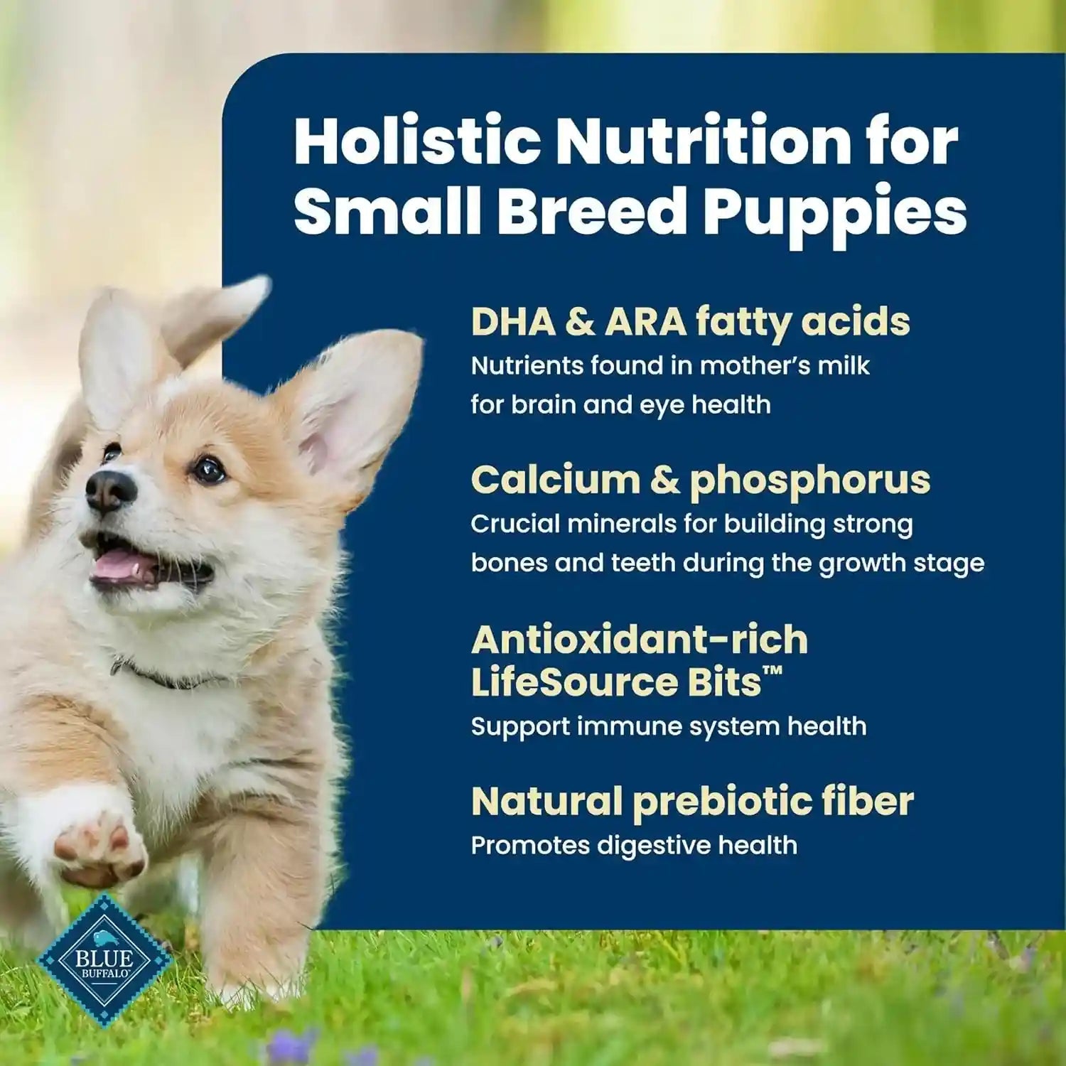 blue-buffalo-life-protection-formula-chicken-small-breed-puppy-food-5-lb-with-dha-for-brain-development-real-chicken-1-ingredient-antioxidant-rich-lifesource-bits-formulated-for-small-breed-dogs