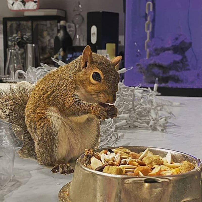 exotic-nutrition-squirrel-complete-1-75-lb-healthy-natural-food-nutritional-diet-for-pet-captive-squirrels-ground-grey-flying-squirrels-chipmunks