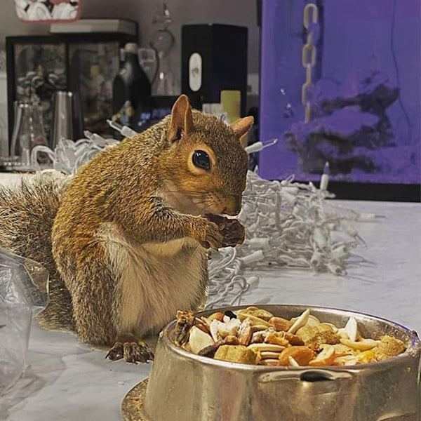 Exotic Nutrition Squirrel Complete (1.75 Lb.) - Healthy Natural Food - Nutritional Diet for Pet & Captive Squirrels - Ground, Grey, Flying Squirrels, & Chipmunks7
