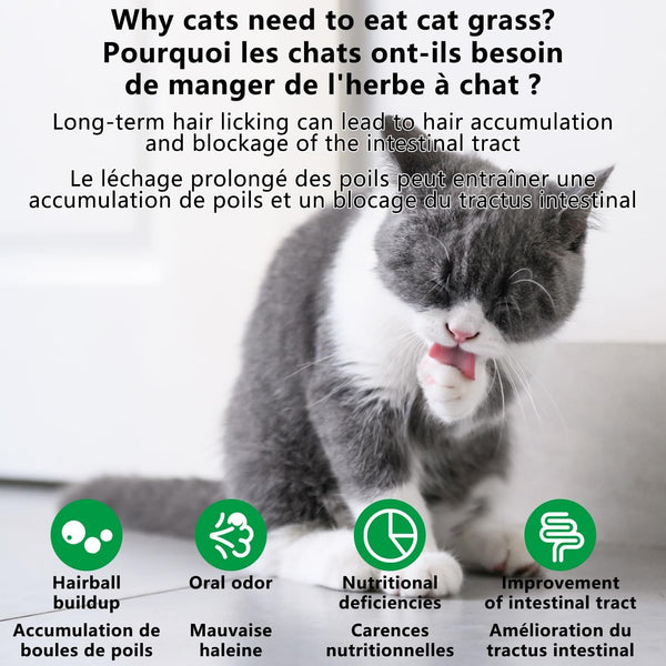 20Pcs Cat Grass Stick Snacks (100G), Freeze Dried Snacks, Catnip, for Cat Dental Care and Hairball Removal, Pampering Gastrointestinal System4