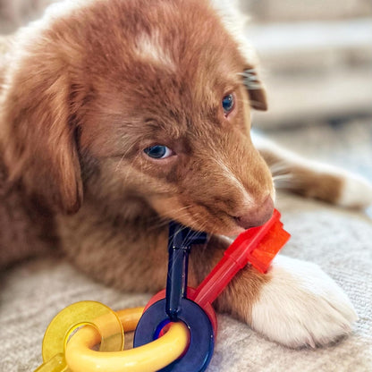 Nylabone Puppy Chew Teething Key Ring Dog Chew Toy, Bacon Flavor, Small | Medium Breeds, Soothing Teething Toys for Puppies, Puppy Enrichment, Freeze for Added Comfort, for Puppies up to 35 Lbs2