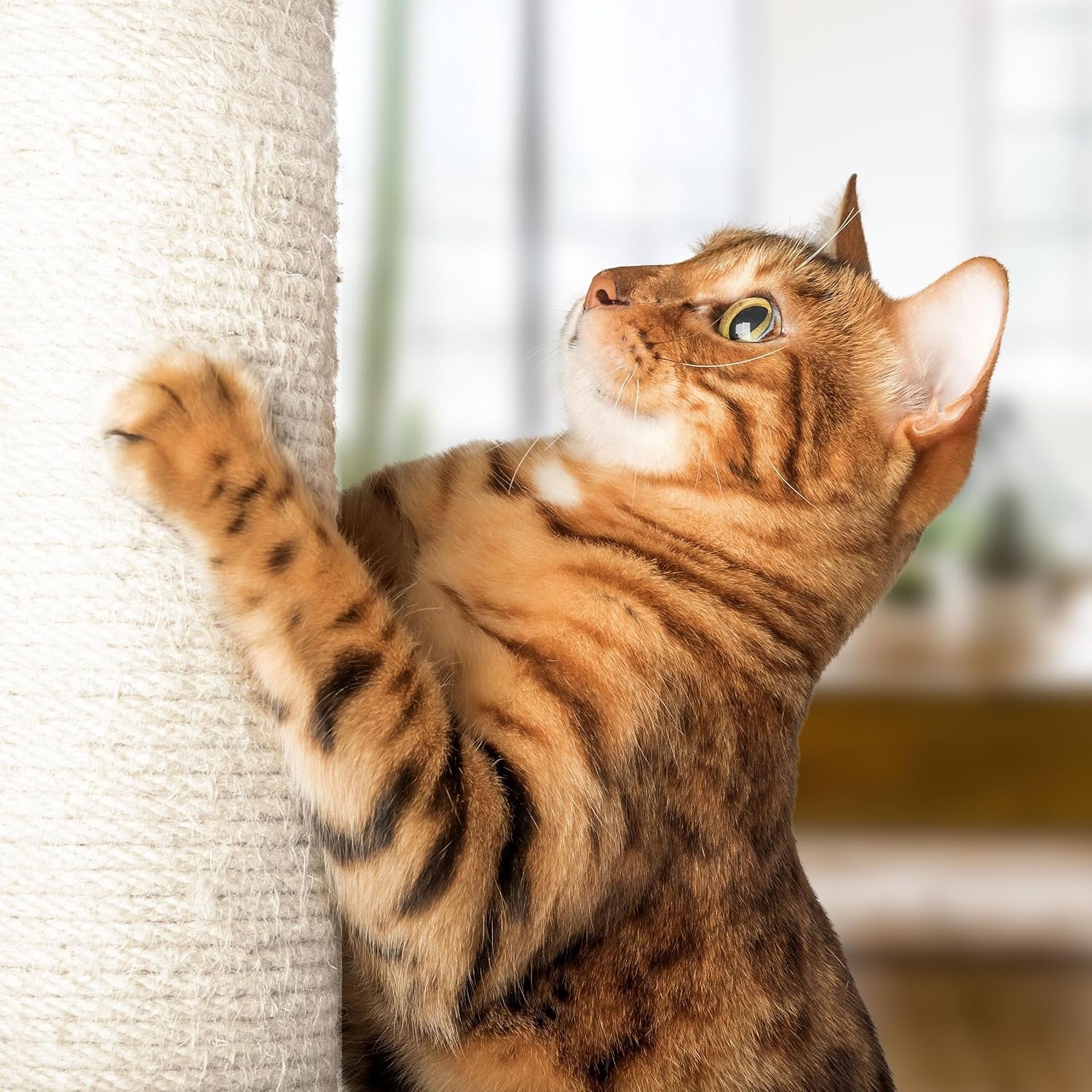 19-inch-cat-scratching-post-with-hammock-sisal-fabric-and-carpet-small-cat-tree-hanging-ball-toy-for-adult-cats-and-kittens-by-petmaker-white