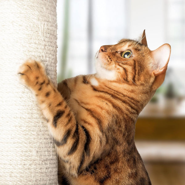 19-Inch Cat Scratching Post with Hammock ? Sisal Fabric and Carpet Small Cat Tree, Hanging Ball Toy for Adult Cats and Kittens by PETMAKER (White)5