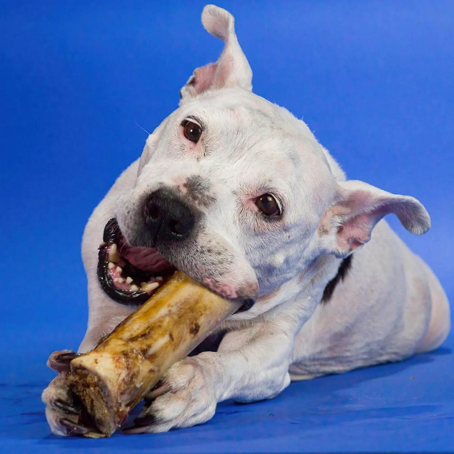 best-bully-sticks-marrow-bones-for-dogs-large-3-count-natural-beef-flavor-high-protein-dog-chews-dog-bones-for-aggressive-chewers-single-ingredient-great-for-large-breeds