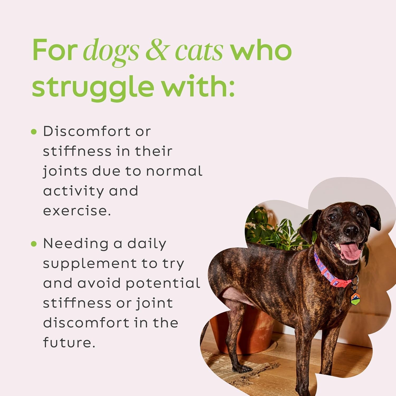 joint-power-supplement-powder-for-dogs-cats-2-64-oz-jar-joint-supplement-powder-made-with-100-green-lipped-mussels-to-support-joints-tendons-and-ligaments