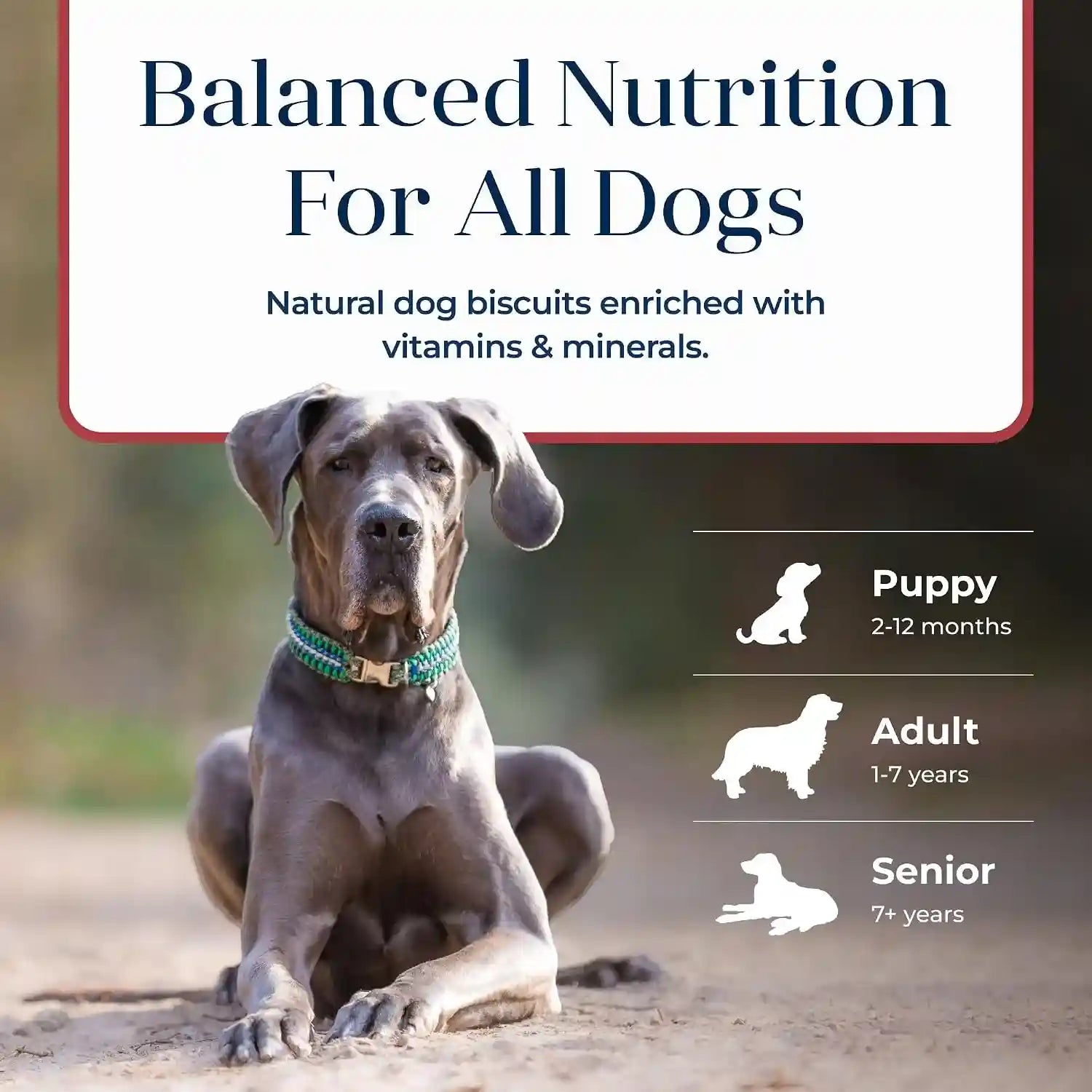 blue-buffalo-basics-crunchy-dog-biscuits-for-skin-stomach-care-limited-ingredient-diet-dog-treats-salmon-potato-recipe-6-oz-bag