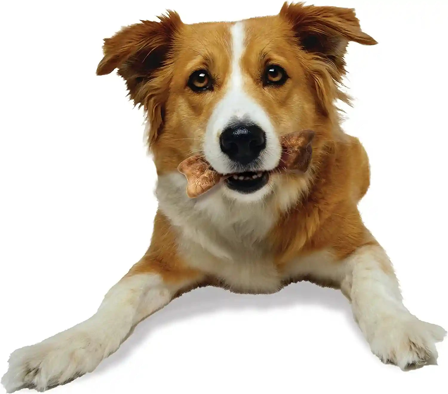 nylabone-healthy-edibles-wild-natural-dog-bones-long-lasting-bison-flavor-bone-dog-treats-medium-2-count-natural-dog-chew-bones-made-in-usa-highly-digestible-dog-chews-long-lasting-chews-for-medium-dogs-up-to-35-lbs