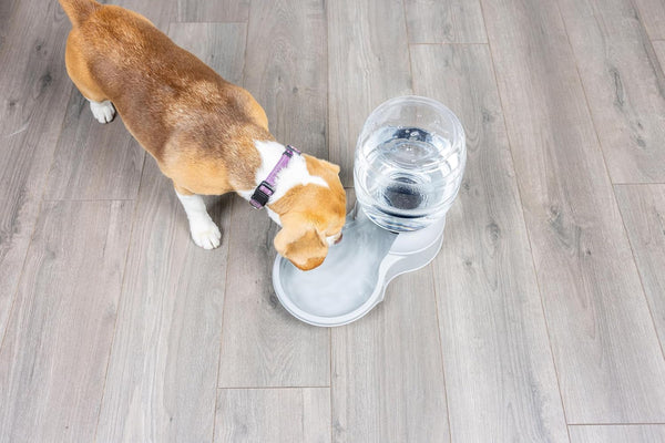Petmate Aspen Pet Lebistro Water Dispenser for Cats and Dogs, 1 Gal Size | Gravity Fed Reservoir, Reduces Daily Refills, USA Made, Wide Basin, Suits Multiple Pets Sharing One Feeding Area Each Day5