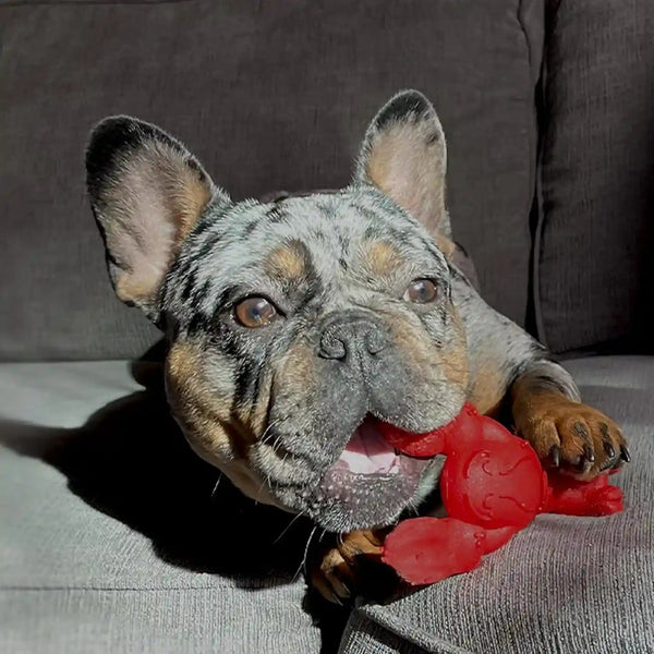 Nylabone Power Chew Lobster Dog Chew Toy, Filet Mignon Flavor, Small | Durable Dog Toys for Aggressive Chewers, Long Lasting, Discourages Destructive Chewing, for Dogs up to 25 Lbs14