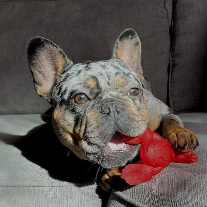 Nylabone Power Chew Lobster Dog Chew Toy, Filet Mignon Flavor, Small | Durable Dog Toys for Aggressive Chewers, Long Lasting, Discourages Destructive Chewing, for Dogs up to 25 Lbs14
