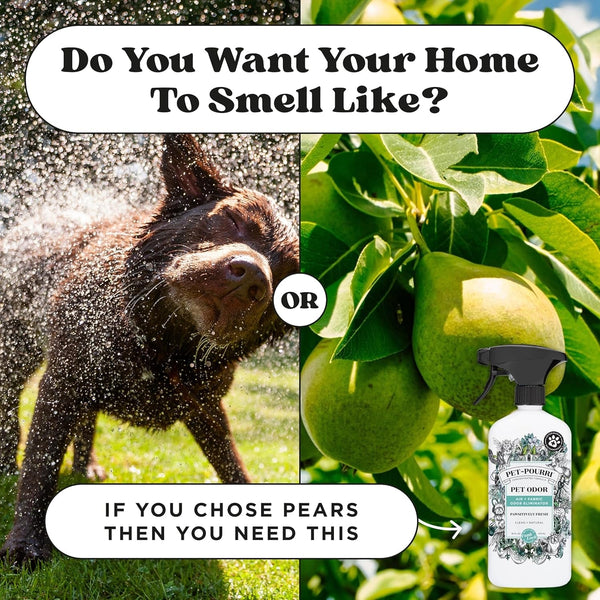 Pet-Pourri Pawsitively Fresh Pet Odor Deodorizer Spray, 16 Fl Oz, up to 800 Uses, Air + Fabric Odor Remover with Essential Oils & Plant Based Ingredients, Vet Recommended, Pineapple, Jasmine & Pear10
