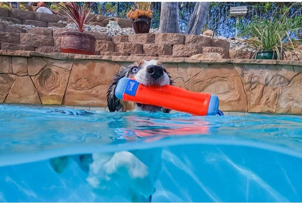 Chuckit! Amphibious Bumper Fetch Stick Toy for Dogs - Floats in Water - Interactive Dog Toys to Keep Them Busy - Tough Rubber, Nylon, and Foam - Non-Slip Rope Handle - Size Medium - Assorted Colors2