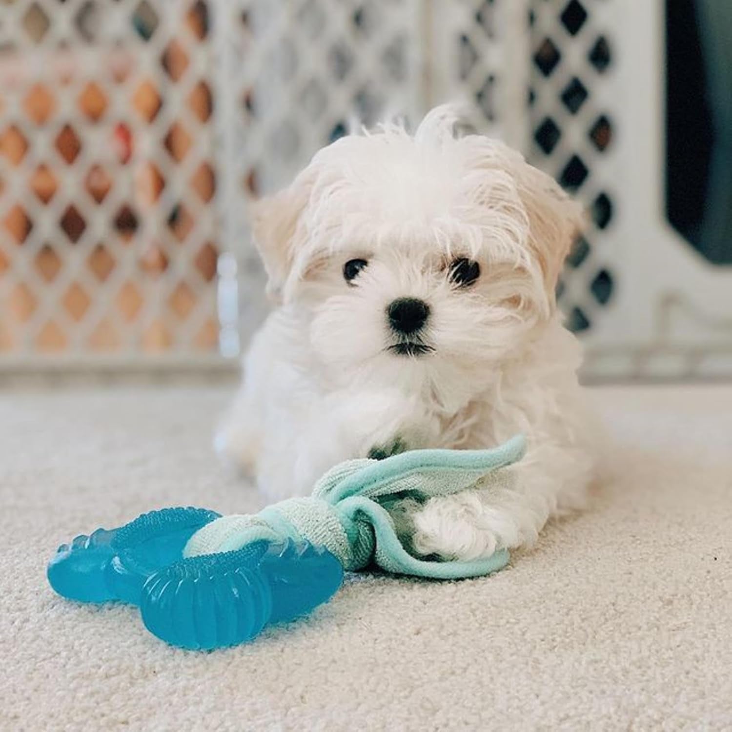 nylabone-puppy-chew-2-in-1-teething-freezer-bone-dog-chew-toy-small-peanut-butter-flavor-teething-toys-for-puppies-puppy-teething-freezable-to-soothe-sore-gums-for-small-puppies-up-to-25-lbs