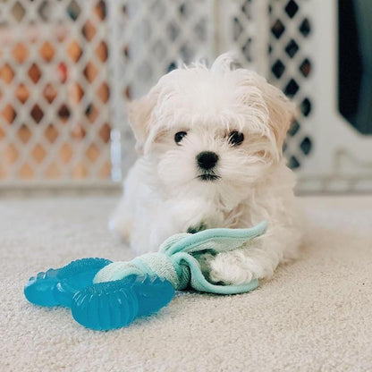 Nylabone Puppy Chew 2-In-1 Teething Freezer Bone Dog Chew Toy, Small | Peanut Butter Flavor, Teething Toys for Puppies, Puppy Teething Freezable to Soothe Sore Gums, for Small Puppies up to 25 Lbs2