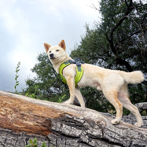 Gooby Escape Free Memory Foam Harness - Green, Large - No Pull Step-In Small Dog Harness with Four Point Adjustment - Perfect on the Go Dog Harness for Medium Dogs No Pull and Small Dogs5
