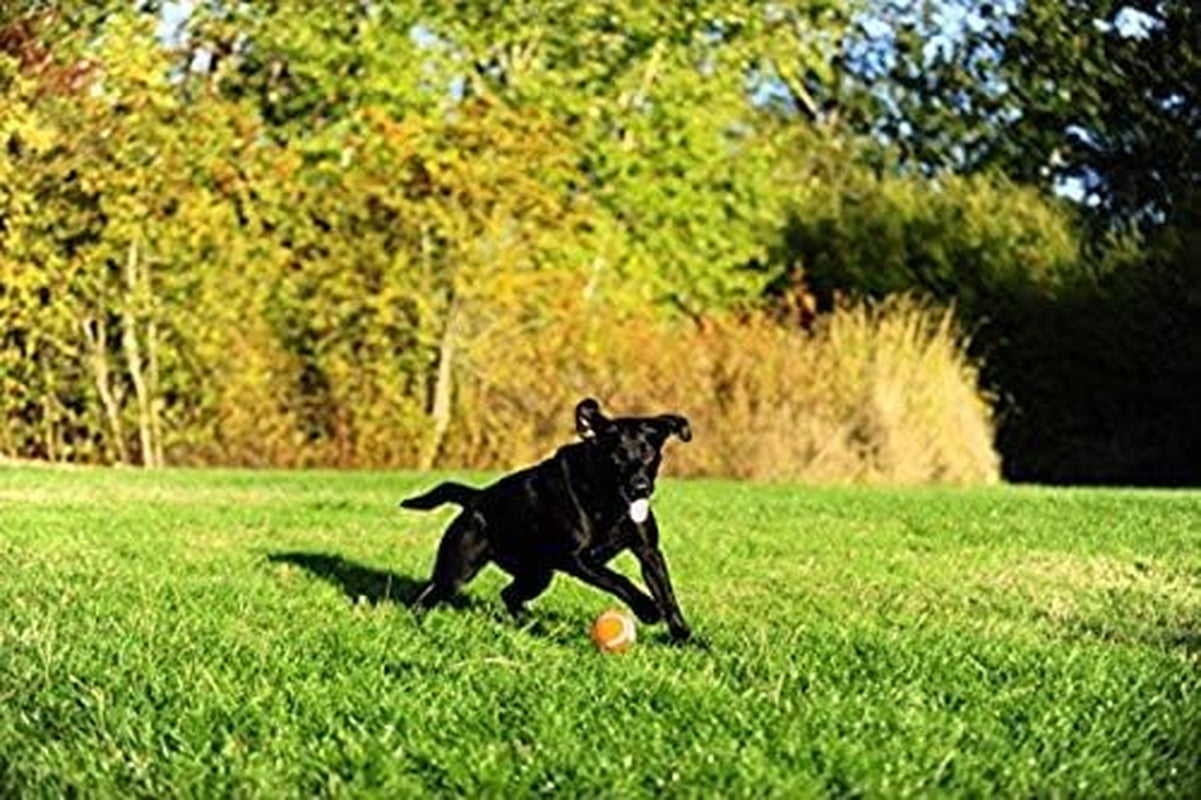 chuckit-dog-tennis-ball-dog-toy-large-3-inch-diameter-for-dogs-60-100-lbs-pack-of-2