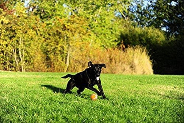 Chuckit! Dog Tennis Ball Dog Toy, Large (3 Inch Diameter) for Dogs 60-100 Lbs, Pack of 27