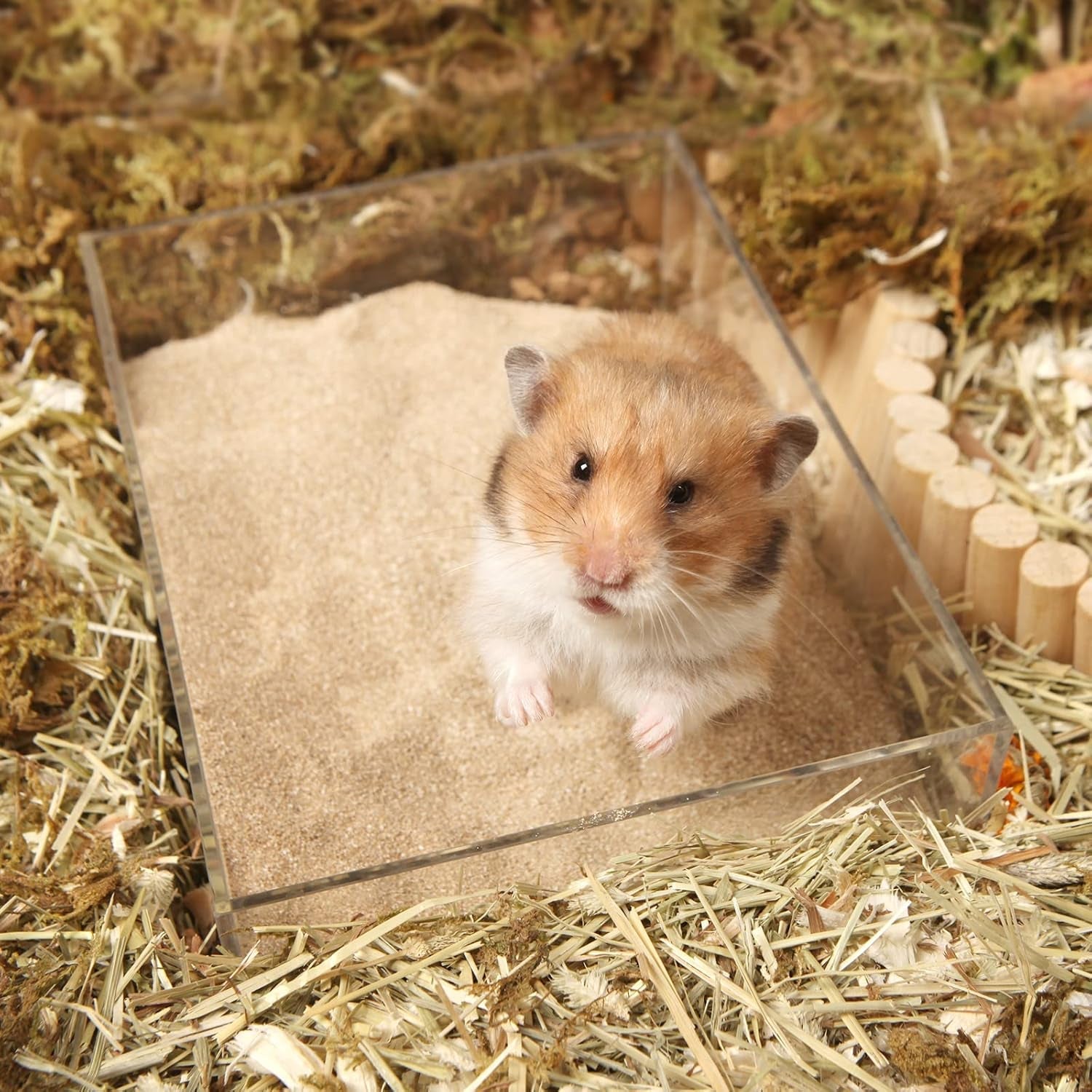 bucatstate-hamster-bath-sand-with-pour-spout-6-6lb-desert-bath-sand-no-dust-potty-litter-calcium-free-sand-for-hamster-chinchillas-gerbil-mice-degu-or-other-small-pets-fine-sand