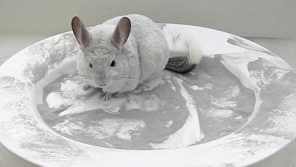 Lixit Blue Beauty® Chinchilla Dust Powder - Dry Bath Grooming Dust for Hamsters, Gerbil, Degus, and Small Animals - Made in the USA (3 Pound)6