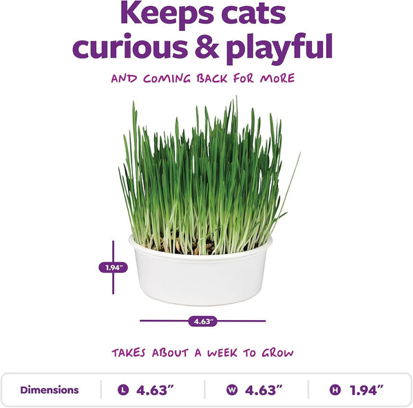 Smartykat Sweet Greens Organic Oat Grass All-In-One Cat Grass Grow Kit, Easy-To-Grow to Support Digestion & Hairball Reduction3