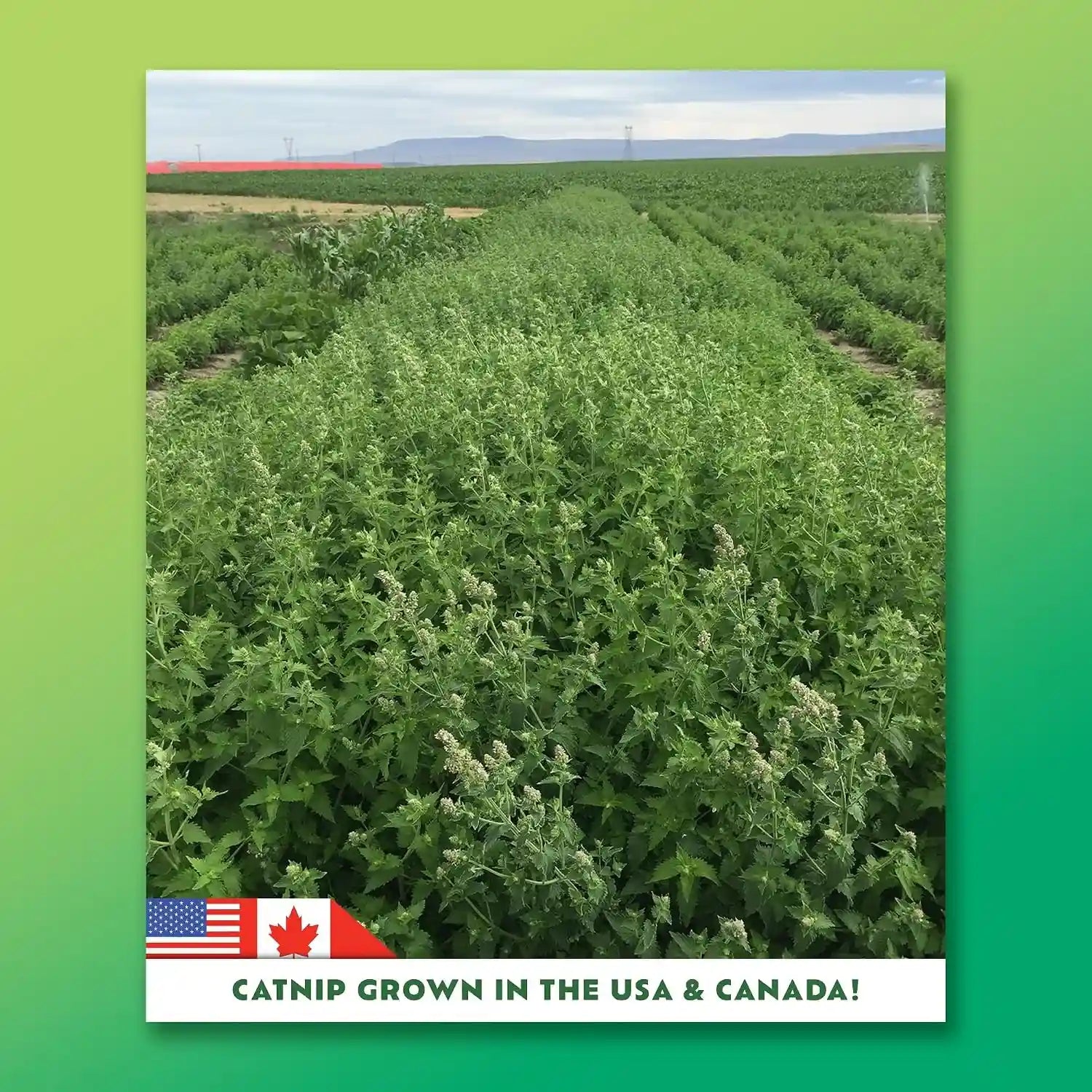 super-zoomies-catnip-mix-high-potency-hand-harvested-hand-harvested-fresh-catnip-mix-for-cats-sparks-zoomies-active-play-grown-in-canada-usa-nothing-artificial